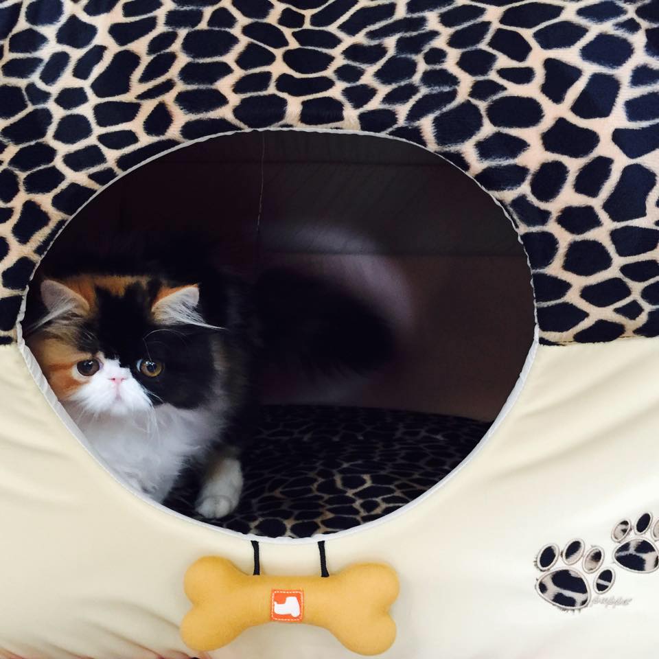 cat-kd-care
