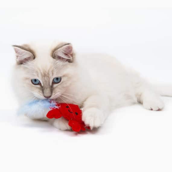Catit Play Pirates Catnip Toy Crab