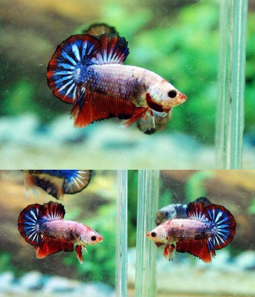 betta fish