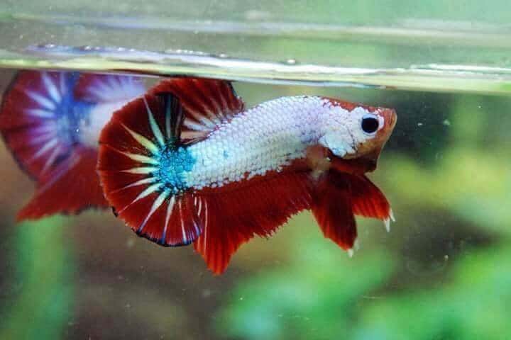 betta